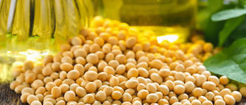 Вторая жизнь семечек: что делать с жмыхом после отжима масла